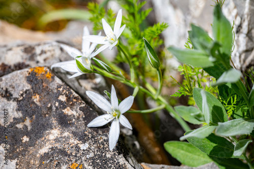 Ornithogalum umbellatum, the garden star-of-Bethlehem, grass lily, nap-at-noon, or eleven-o'clock lady, is a perennial bulbous flowering plant in the asparagus family.Lloydia Salisb. ex Rchb. was a bu
