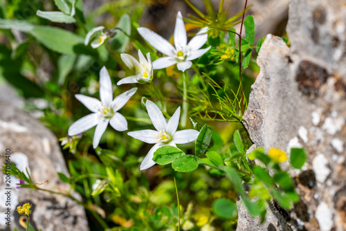 Ornithogalum umbellatum, the garden star-of-Bethlehem, grass lily, nap-at-noon, or eleven-o'clock lady, is a perennial bulbous flowering plant in the asparagus family.Lloydia Salisb. ex Rchb. was a bu