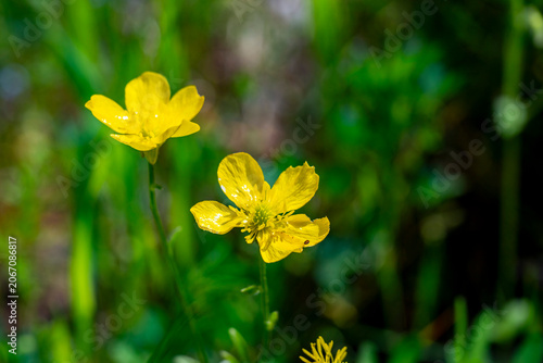 Ranunculus bulbosus, commonly known as bulbous buttercup or St. Anthony's turnip, is a perennial flowering plant in the buttercup family Ranunculaceae. It has bright yellow flowers, and deeply divided