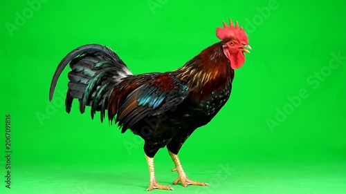 Rooster on green screen chroma key background, full body side view high quality stock video footage