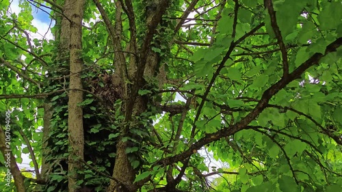 Green tree with leafy branches and ivy in lush natural environment  