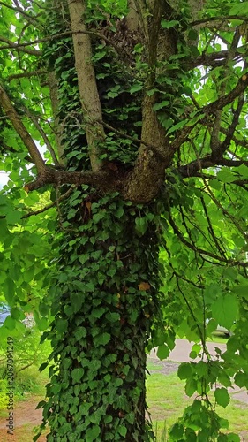 Tree covered in green ivy with lush foliage in a garden setting  