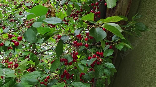 Red berries growing on a green bush near a wooden structure  
