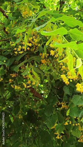 Yellow flowering tree with green leaves in bright sunlight  