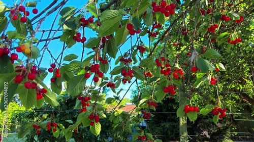 Fresh red cherries hanging on branch against clear blue sky  