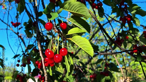 Red cherries hanging on tree branches against clear blue sky  