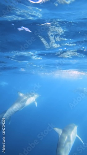Slow motion video of a pod of common dolphins swimming through deep blue ocean water off the east coast of Australia.