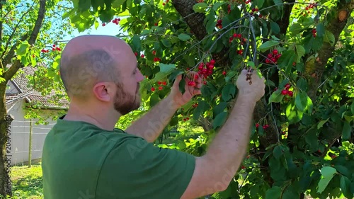 Man picking cherries from tree in sunny backyard garden  