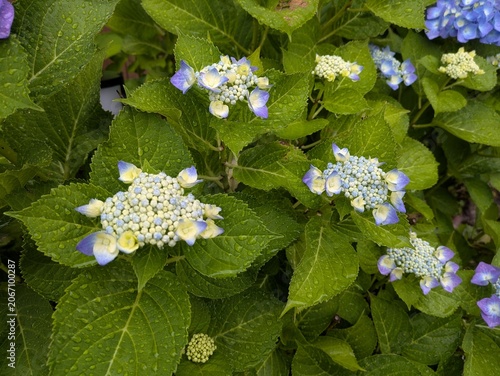 Budding lacecap hydrangea with water drops / 水滴を帯びたガクアジサイの蕾