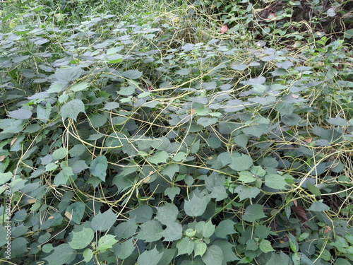 Fotografie Dodder with wild cucumber, and Urena lobata plant leaves background