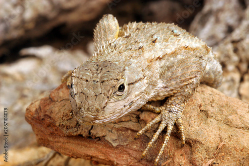 Western Fence Lizard (Sceloporus occidentalis).