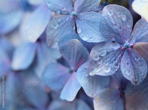 Fotografie 小雨の降る6月に美しく咲いたカラフルな紫陽花（アジサイ）