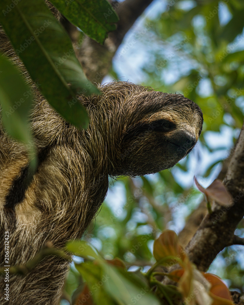 Obraz premium Three-Toed Sloth Hanging from a Tree Branch in the Panama Jungle Canopy