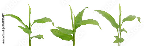Set of fresh green ginger plant shoots with leaves isolated on white background