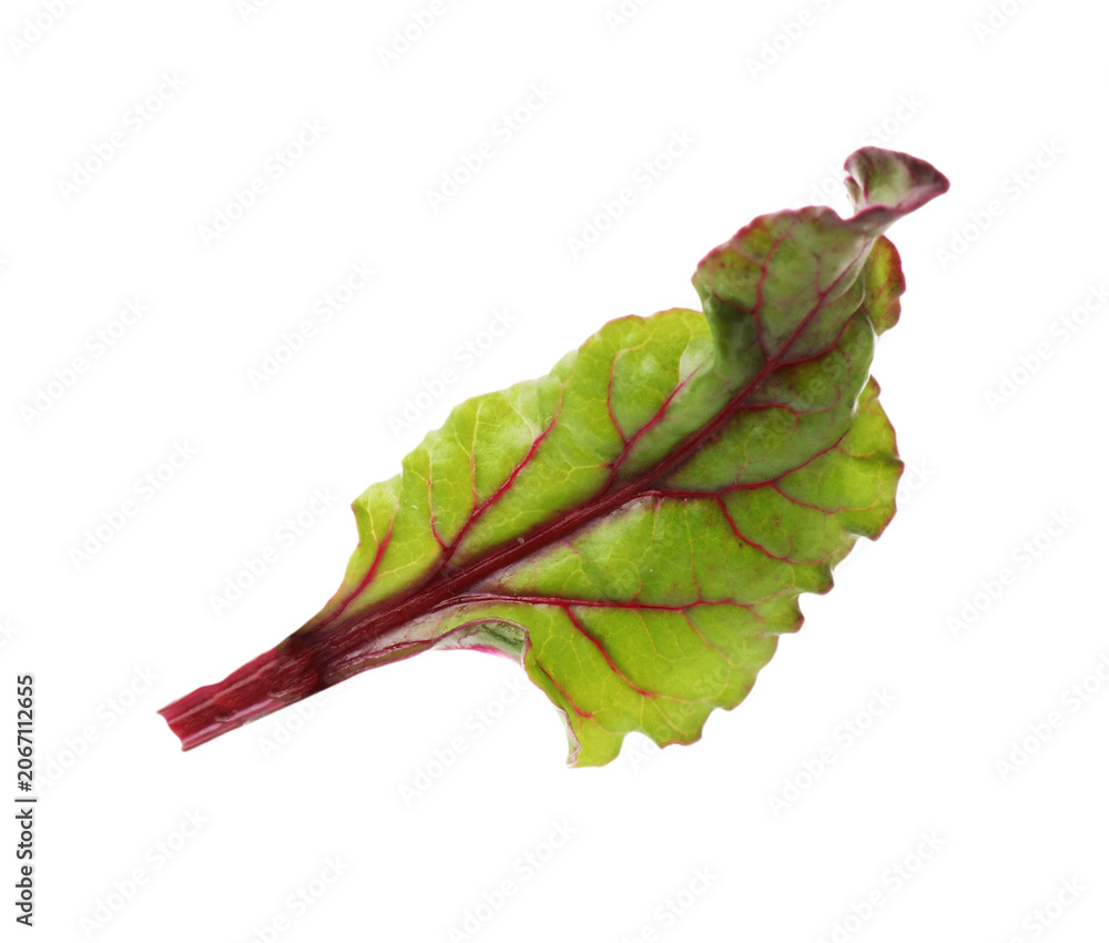 Obraz premium One fresh beetroot leaf isolated on white