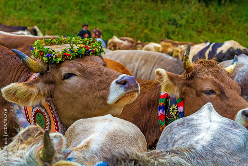 Viehscheid - Allgäu - Kuh - Kranzkuh - Almabtrieb - Braunvieh - Herde