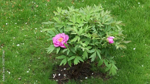 Close up view of blooming pink peony shrub during rainfall on green lawn in garden. Sweden.