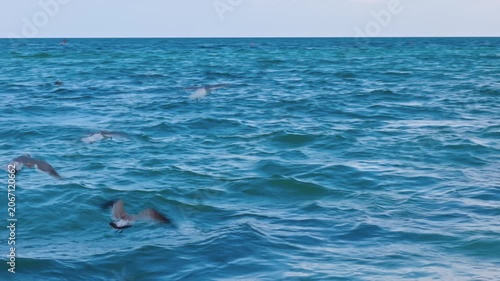 Beautiful view of turquoise Atlantic Ocean waves with flying seagulls above open water. Miami Beach.