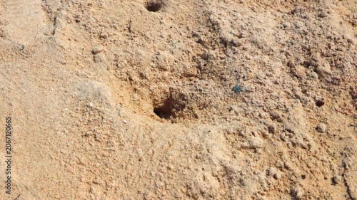 Close-up view of small hermit crab retreating into sandy burrow on background of beach sand. Curacao.