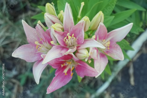 Cluster of Pink Lily Flowers
