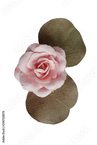 Pink Paper Rose ith Green Leaves