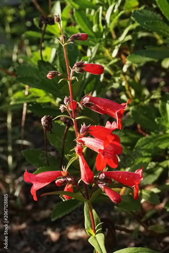 Red Lobelia in the Garden