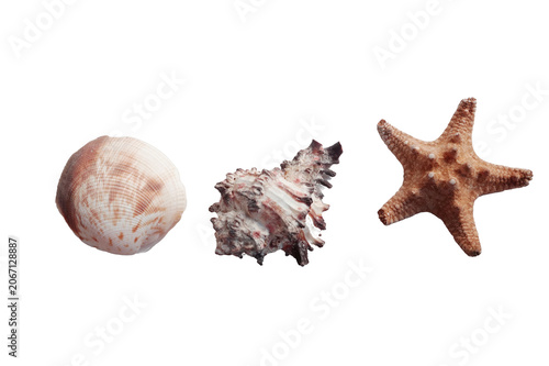 Sea Shells and Starfish