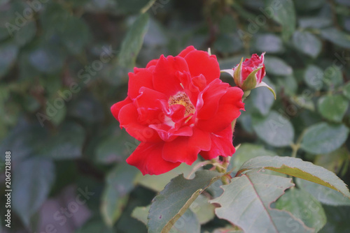 Red Rose in Bloom