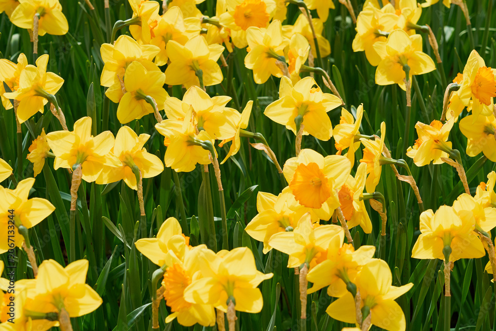 Obraz premium Bright Yellow Daffodils Blooming in Spring Garden, Vibrant Floral Background