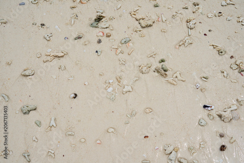 Schilderij op canvas Coral Sand Texture with Shell Fragments and Pebbles Natural Beach Background