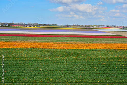 Colorful Stripes of Tulip Fields in Bloom, Scenic Spring Flower Landscape Panorama