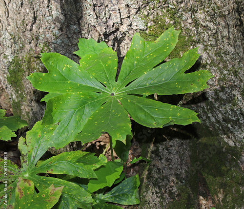 Mayapple rust (Allodus podophylli), a fungus, causes small yellow spots to appear on the large, lobed leaf of this Mayapple (Podophyllum peltatum) plant growing next to a tree trunk in the midwestern 