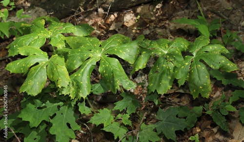 Several mayapple plants (Podophyllum peltatum) infected with the fungal disease mayapple rust (Allodus podophylli), in northeast Ohio. The pale yellow spots show that the plants are infected.