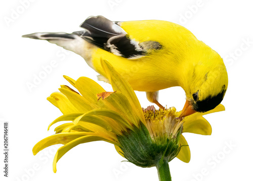 American goldfinch bird perched on a yellow flower isolated on white background with goldfinch wildlife pollination isolated background