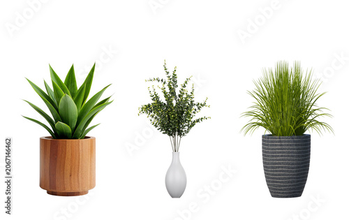 Three decorative indoor house plants in different pots isolated on white background with houseplants greenery isolated background succulent
