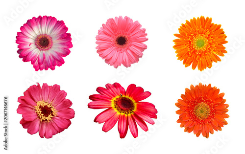 Collection of various colorful zinnia flowers isolated on a white background with colorful isolated background botanical collection