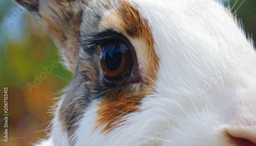 Close up of a Calico Cats Eye and Fur.