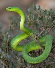 Vibrantly green boomslang snake coiled on a branch amidst lush foliage