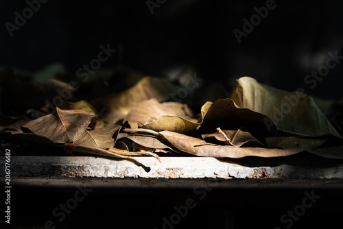 A close up shot shows a collection of dried brown fallen leaves resting on a weathered concrete ledge against a dark background with dramatic sunlight highlighting the textures of the foliage.