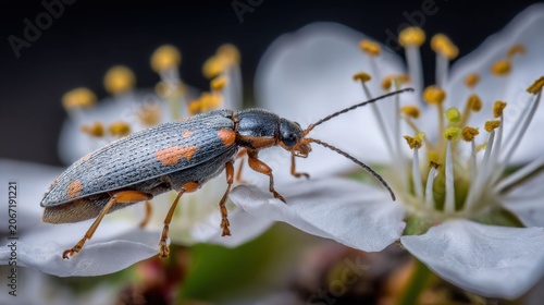 A Pollen Beetle Navigates the Intricate Stamen and Petals of a White Spring Flower in a Macro Nature