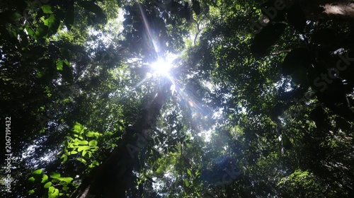 Sunlight filters through the dense green canopy of a lush forest, creating dappled light and a serene natural scene.