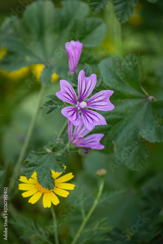 Purple Common mallow flowers and green leaves. Malva sylvestris.