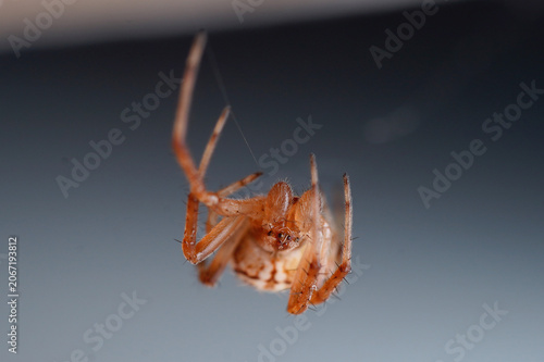 Foto an orb weaver spider macro