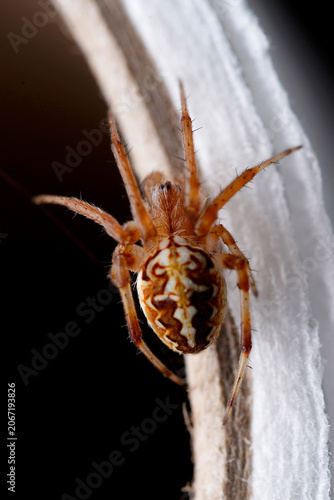 Photos an orb weaver spider macro