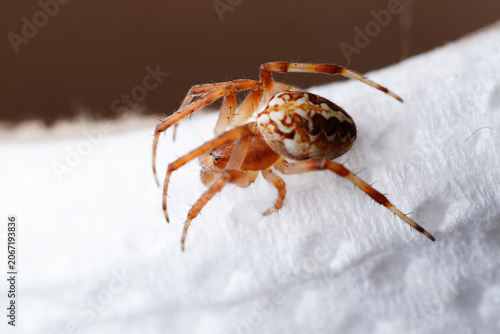 Konstfotografi an orb weaver spider macro