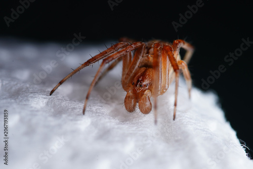 Konstfotografi an orb weaver spider macro