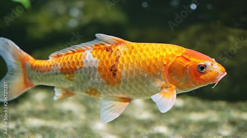 Beautiful Japanese Koi Fish Swimming Gracefully in a Clear Freshwater Pond Environment