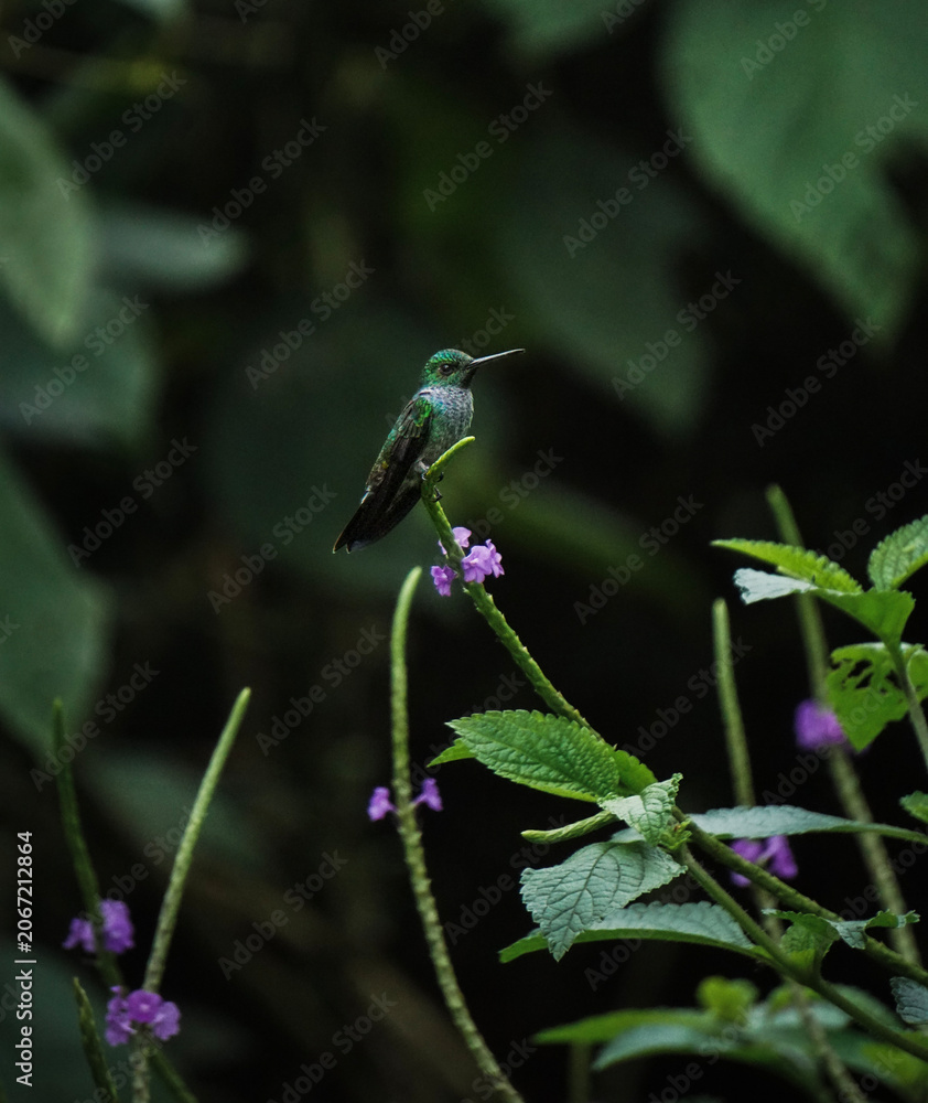 Fototapeta premium Vibrant Hummingbird Perched on Purple Porterweed Flower with Dark Foliage Background
