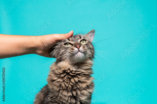 Foto Hand Petting a Fluffy Tabby Cat Against Turquoise Background