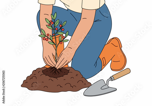 Video a person kneeling and planting a small berry bush in the soil, gardening concept, illustration